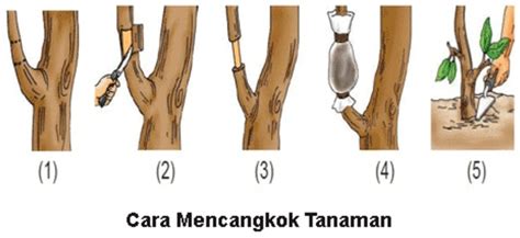 Tahap-Tahap Mencangkok Pohon Jambu